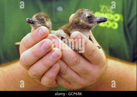 Le pareti adriane dello ZSL London Zoo presentano i più recenti arrivi dello zoo, i pinguini africani a piedi neri Primrose (a destra) e Regents, che prendono il nome dai monumenti locali Primrose Hill e Regents Park. Foto Stock