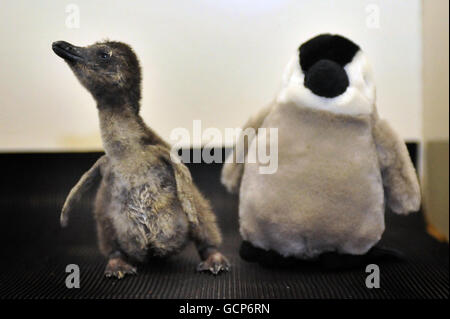 Il recente arrivo dello ZSL London Zoo, il pinguino africano a piedi neri Primrose, accanto a un giocattolo cuddddddly alto sei pollici. Foto Stock