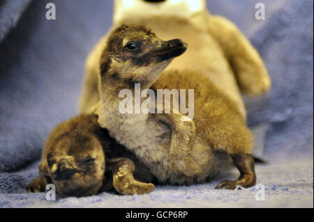 Lo Zoo di Londra penguin pulcini Foto Stock