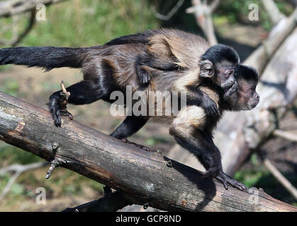 Una scimmia cappuccina marrone bambino è portata da un adulto nel loro recinto allo Zoo di Edimburgo. Il bambino è uno dei sei nuovi arrivi della specie allo zoo. Foto Stock