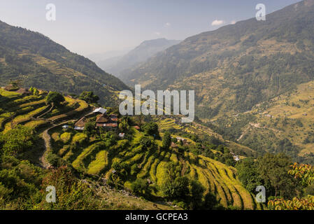 Colture in Nepal mentre stavo andando fino a Annapurna base camp Foto Stock