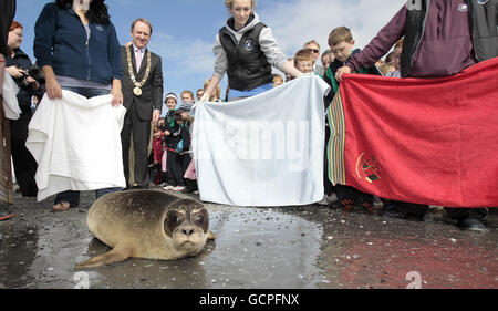 Il sindaco di Dublino Gerry Breen guarda a Mango, uno dei due cuccioli di foca orfani, viene rilasciato di nuovo in mare a Bull Island a Dublino da centinaia di bambini e membri dell'Irish Seal Sanctuary questo pomeriggio. Foto Stock