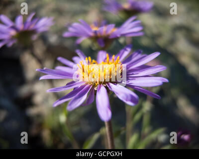 Aster alpinus, Alpine aster Foto Stock