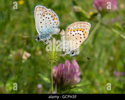 Accoppiamento di argento studded farfalle blu Plebejus argus Foto Stock