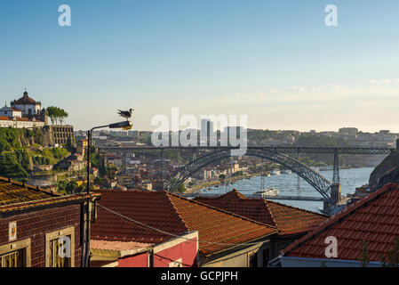 Seagull godendo la vista del Dom Luis I (o Luiz i) ponte sul fiume Douro nella città di Porto. Il Portogallo. Foto Stock