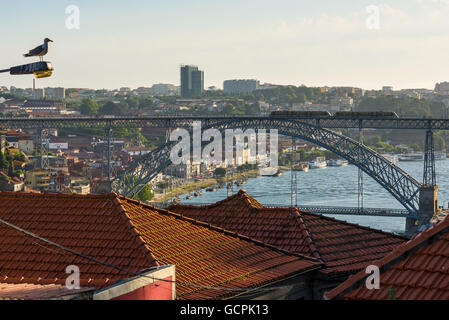 Seagull godendo la vista del Dom Luis I (o Luiz i) ponte sul fiume Douro nella città di Porto. Il Portogallo. Foto Stock