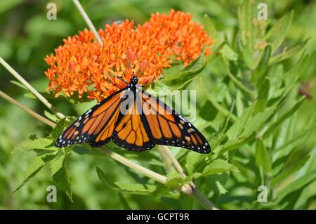 Farfalla monarca su milkweed Foto Stock