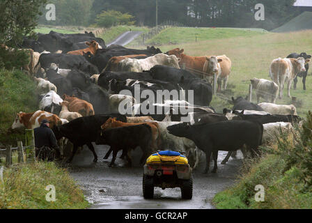 Un agricoltore sposta il suo bestiame da un campo all'altro vicino a Denny, nella Scozia centrale. Foto Stock