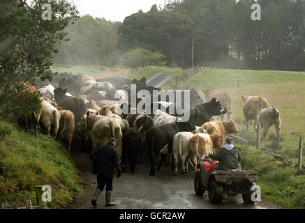 Allevamento di bovini. Un agricoltore sposta il suo bestiame da un campo all'altro vicino a Denny, nella Scozia centrale. Foto Stock