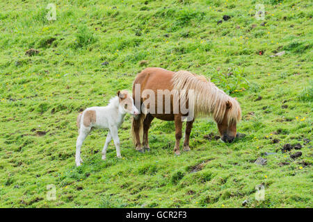 Dartmoor pony e il suo puledro Foto Stock