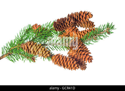 Bella decorazione di Natale di abete del ramo con cono è isolato su sfondo bianco, close up Foto Stock