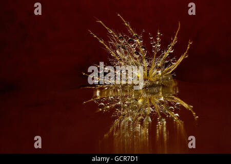 Macro closeup di gocce di rugiada su un dente di leone con sfondo rosso Foto Stock