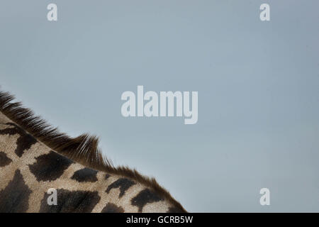 Le giraffe trovare l'amore Foto Stock