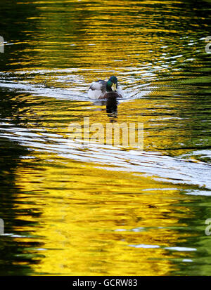 Un'anatra nuota attraverso i riflessi degli alberi autunnali su uno stagno al Bedgebury National Pinetum and Forest, Kent. Foto Stock