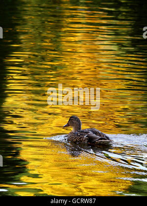 Meteo Ott 22 Foto Stock