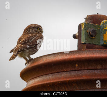 Wild piccolo gufo seduto su attrezzature agricole (Athene noctua) Foto Stock