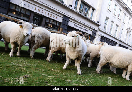 Exmoor Horn Sheep promuove l'inizio della settimana della lana, che va dall'11 al 17 ottobre, su Savile Row nel centro di Londra. Foto Stock