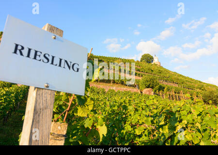 Radebeul di Stato della Sassonia Waccurbarth Cantina Castello con vigneti Germania Sachsen, Sassonia Foto Stock