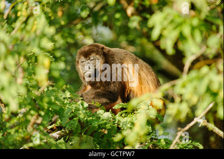 Scimmia Urlatrice in appoggio in una struttura ad albero dopo aver mangiato il suo fruttato colazione presso la Ensenada, Costa Rica. Foto Stock