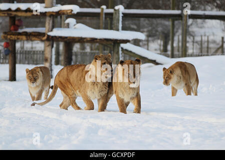 Meteo invernale 29 novembre. Lionesses nella neve al Blair Drummond Safari Park. Foto Stock