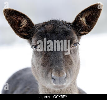 Un daino si trova nella neve rimasta nel South Weald Park, Brentwood, Essex, mentre le temperature si innalzano sopra il gelo per la prima volta questa settimana. Foto Stock