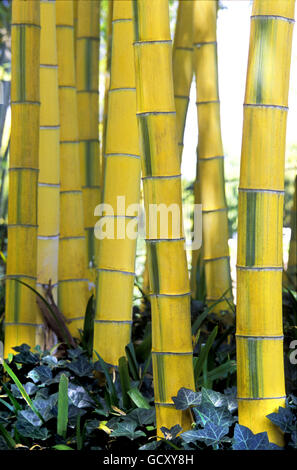 Bamboo (Phyllostachys aureosulcata) 'Spectabilis' Rakus, Chikurin Park, prefettura di Kyoto, Giappone, Asia Foto Stock