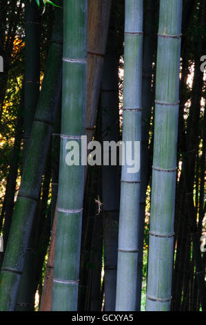 Foresta di Bamboo, close-up di steli, Arashiayama, Kansai, Giappone, Asia Foto Stock