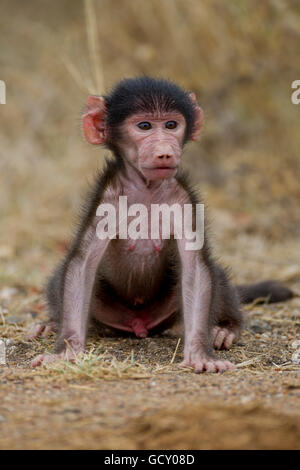 Chacma babbuino, o Cape babbuino (Papio ursinus), giovane, nella boccola, Kruger National Park, Sud Africa Foto Stock