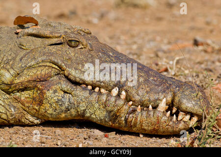 Coccodrillo del Nilo (Crocodylus niloticus), ritratto, Kruger National Park, Sud Africa Foto Stock