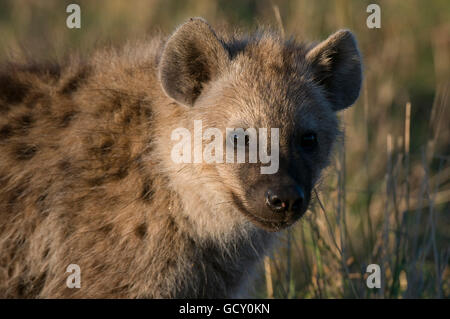 Spotted Hyaena (Crocuta crocuta) cub, il Masai Mara riserva nazionale, Kenya, Africa Foto Stock