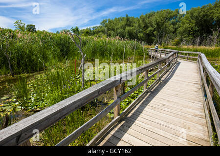 Passerella in legno anche se le zone umide nel canto degli uccelli nel parco la città di Orchard Park di New York occidentale Foto Stock