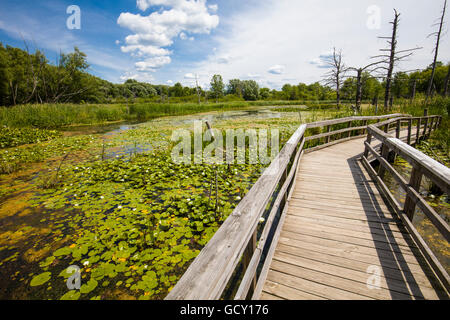 Passerella in legno anche se le zone umide nel canto degli uccelli nel parco la città di Orchard Park di New York occidentale Foto Stock