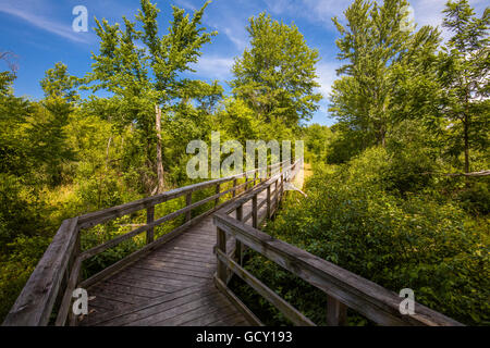 Passerella in legno anche se le zone umide nel canto degli uccelli nel parco la città di Orchard Park di New York occidentale Foto Stock