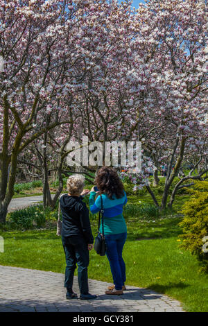 Magnolie in fiore nel giardino che circonda l'Showhouse floreale in Niagara Falls Ontario Canada Foto Stock