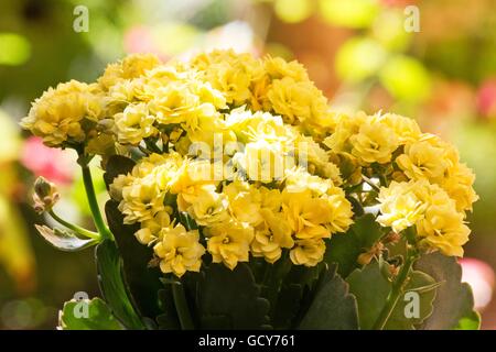 Giallo Kalanchoe piante in fiore Foto Stock