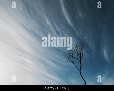 Skinny Tree, soffici nuvole Foto Stock