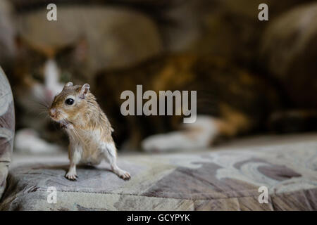 Cat giocando con poco gerbillo mouse. Luce naturale. Foto Stock