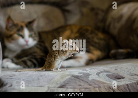 Cat giocando con poco gerbillo mouse. Luce naturale. Foto Stock