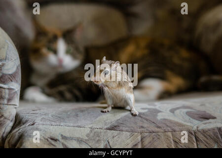 Cat giocando con poco gerbillo mouse. Luce naturale. Foto Stock