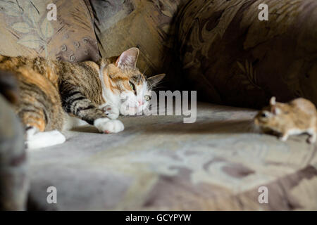 Cat giocando con poco gerbillo mouse. Luce naturale. Concetto di pericolo. Foto Stock