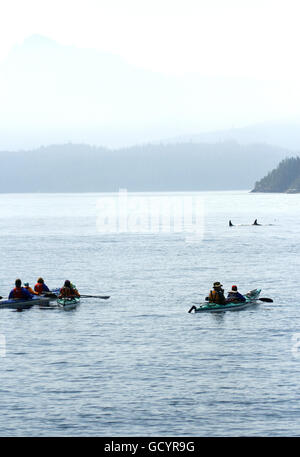 I kayak e Orcas Orcinus orca a Johnstone stretto. Isola di Vancouver. British Columbia. Canada Foto Stock