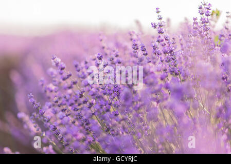 Close up di fiori di lavanda in un campo di lavanda sotto la luce di sunrise Foto Stock