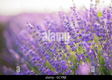 Close up di fiori di lavanda in un campo di lavanda sotto la luce di sunrise Foto Stock