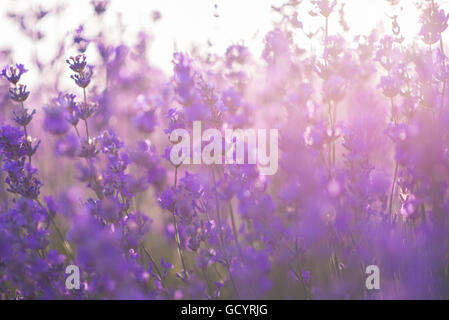 Soft focus di fiori di lavanda sotto la luce di sunrise Foto Stock