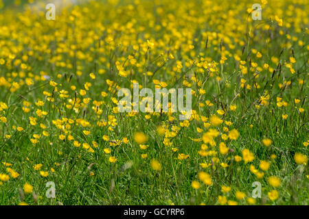 Tradizionale il fieno di montagna prato pieno di fiori selvaggi, specialmente renoncules, Lancashire, Regno Unito Foto Stock