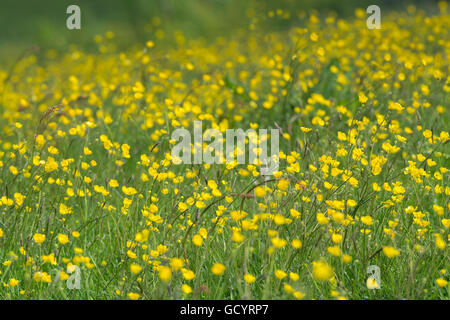 Tradizionale il fieno di montagna prato pieno di fiori selvaggi, specialmente renoncules, Lancashire, Regno Unito Foto Stock