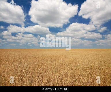 Campo di grano. Paesaggi, campo di grano contro il cielo nuvoloso Foto Stock