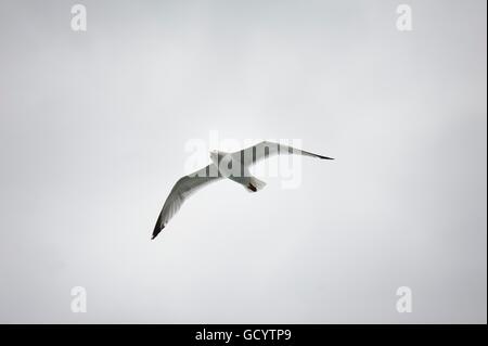 Seagull volare alto sul mare Foto Stock