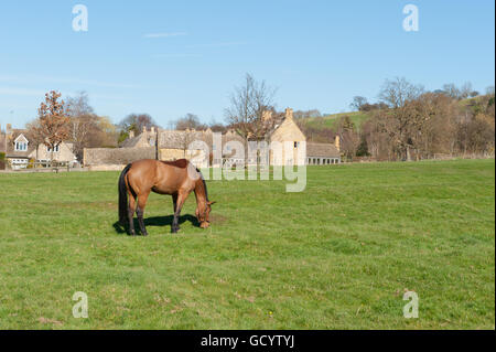 Color castagna cavallo al pascolo in un campo nel villaggio Costwold di Stanton Foto Stock