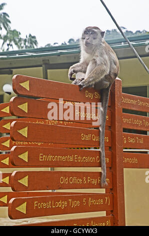 Una lunga coda Macaque (Macaca fascicularis) si siede in cima a un cartello nel Bako National Park, Stati di Sarawak, nel Borneo, Malaysia Foto Stock